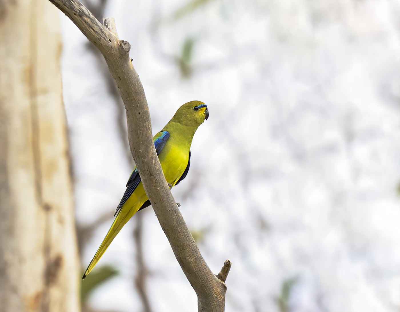 Elegant Parrot (Image ID 46469)