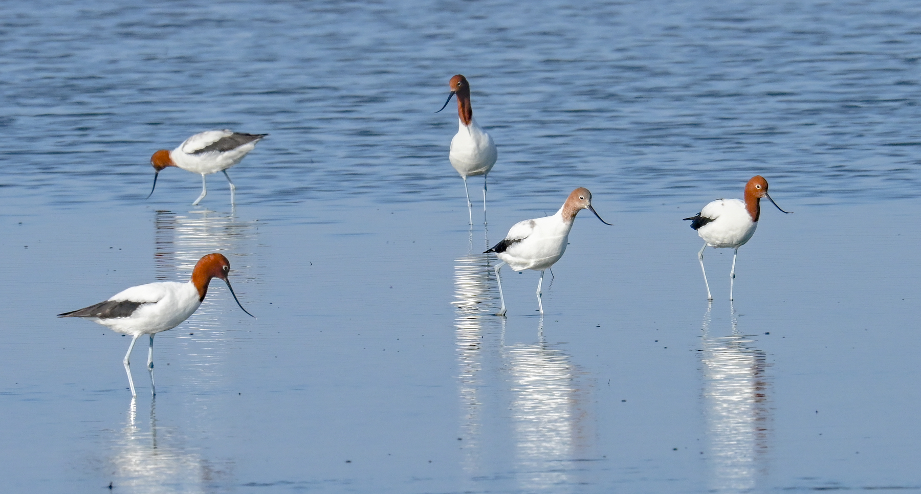 Red-necked Avocet (Image ID 46067)