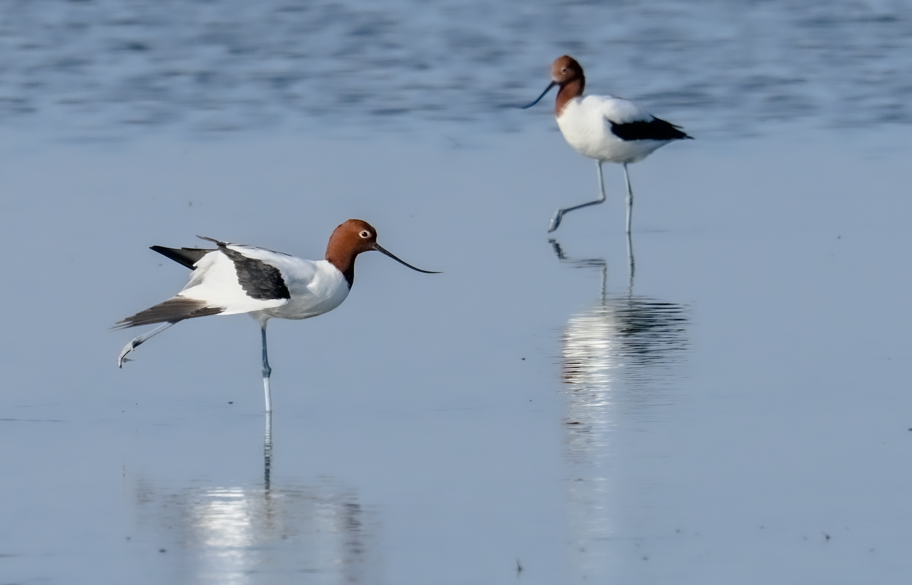 Red-necked Avocet (Image ID 46073)
