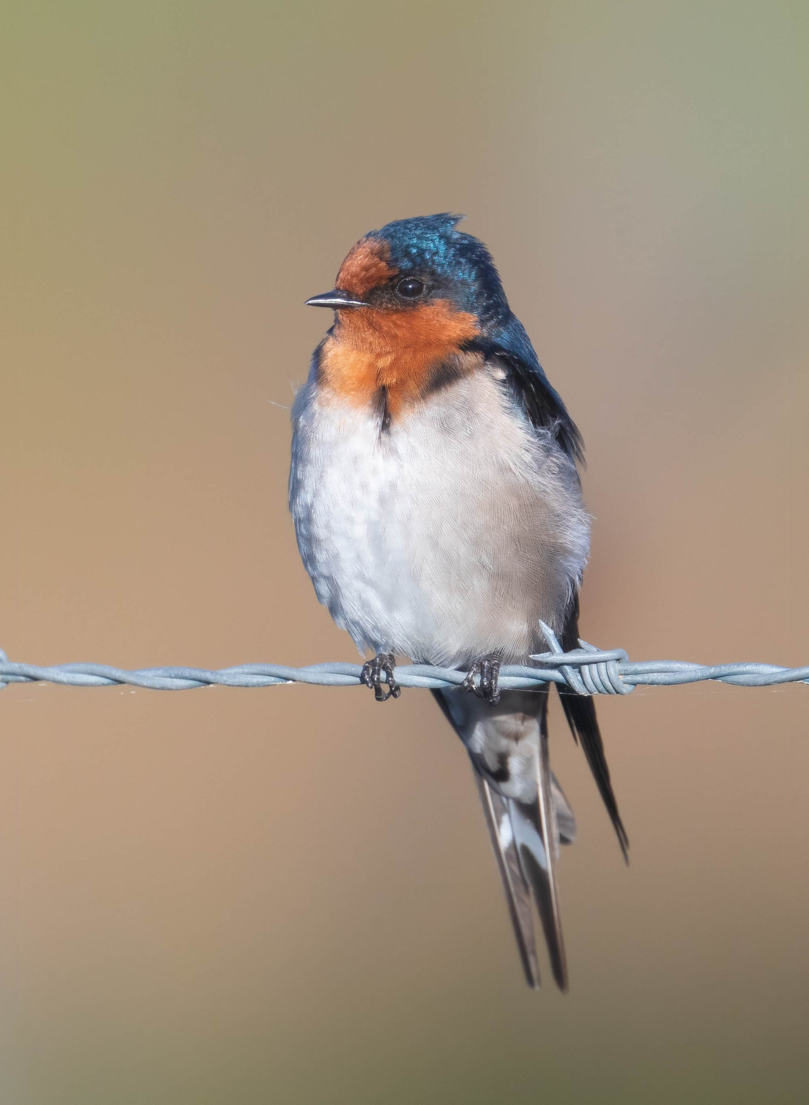 Welcome Swallow (Image ID 46066)