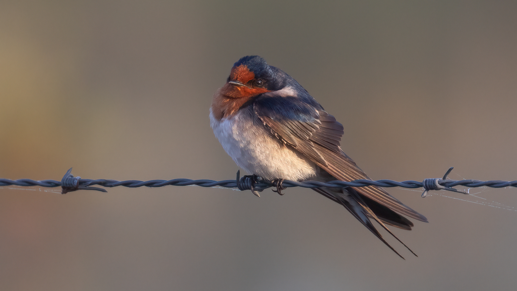 Welcome Swallow (Image ID 46514)