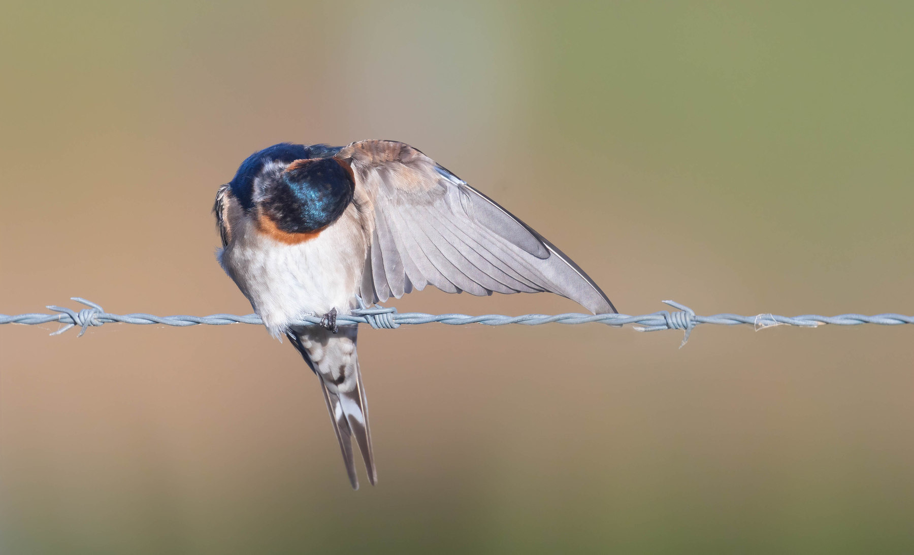Welcome Swallow (Image ID 46065)