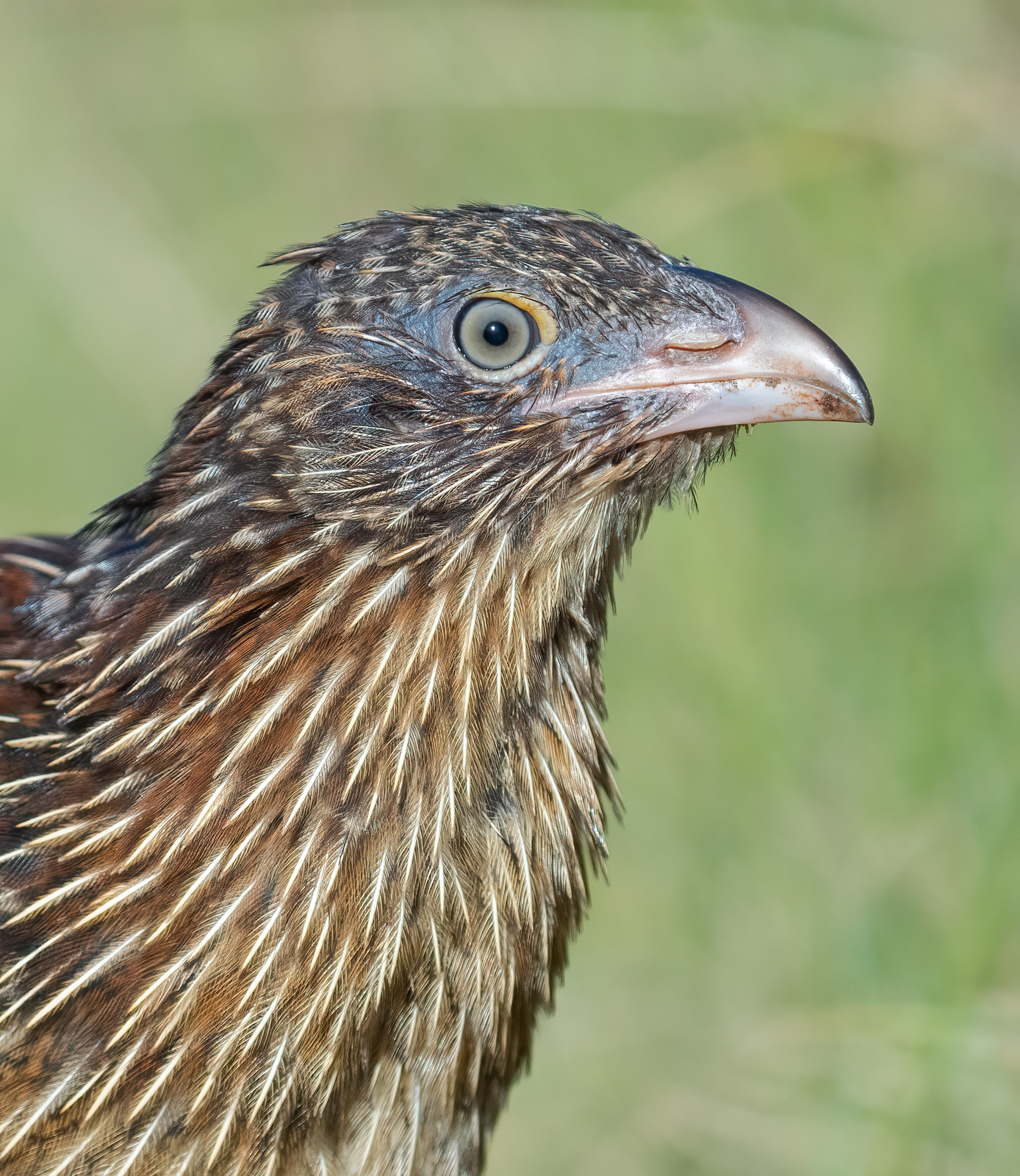 Pheasant Coucal (Image ID 46139)