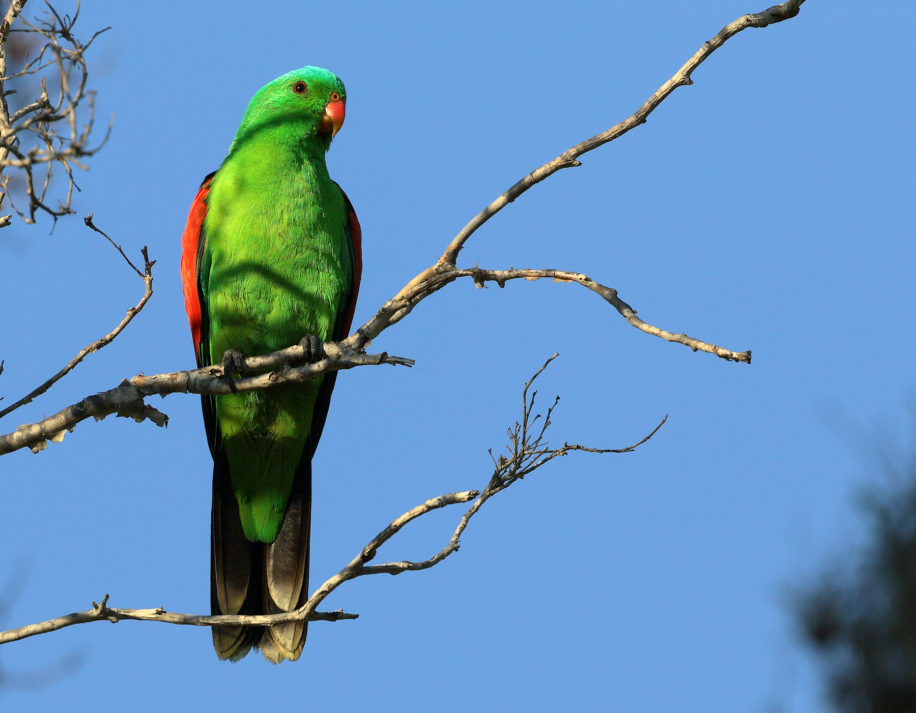 Red-winged Parrot (Image ID 46310)