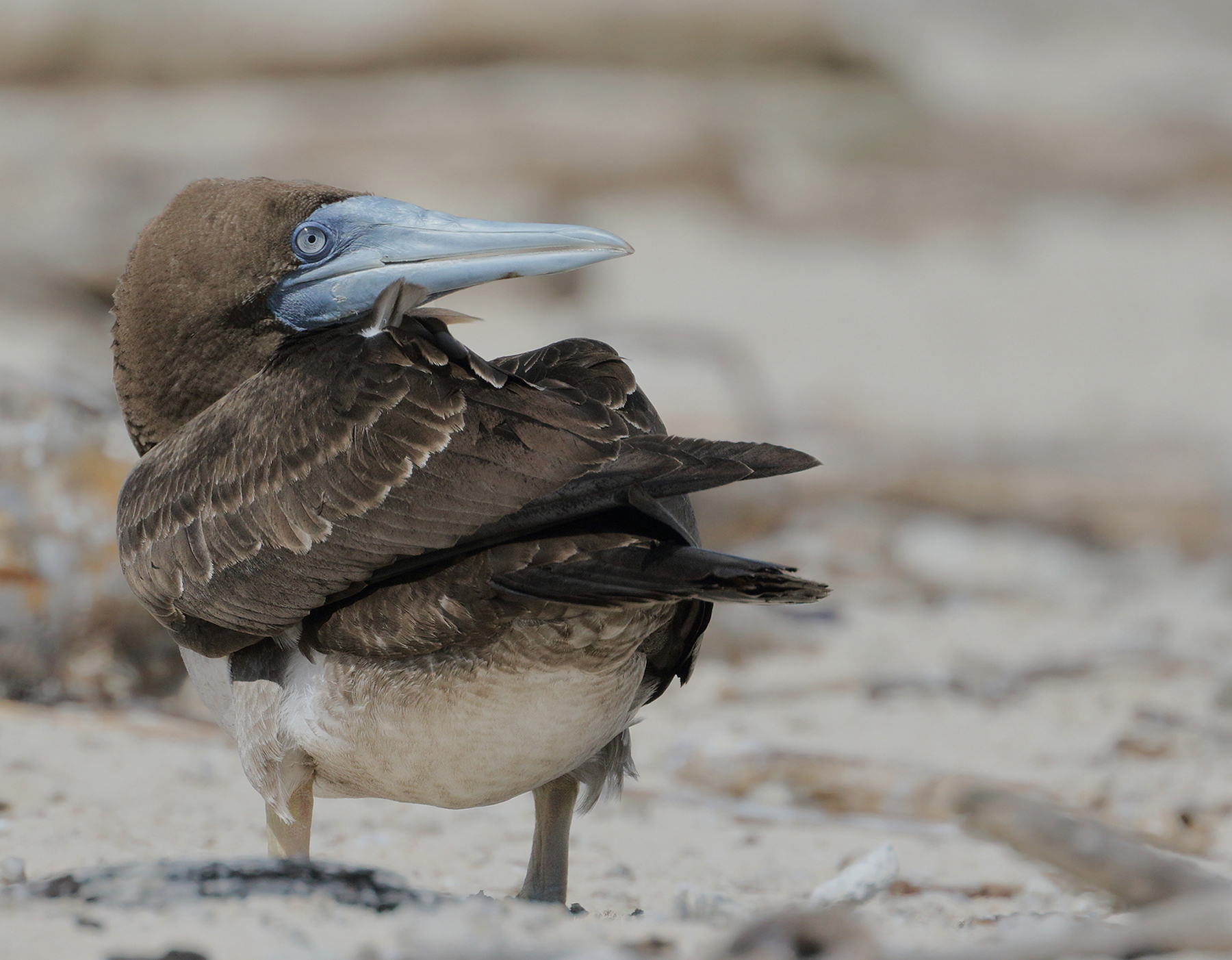 Brown Booby (Image ID 46344)