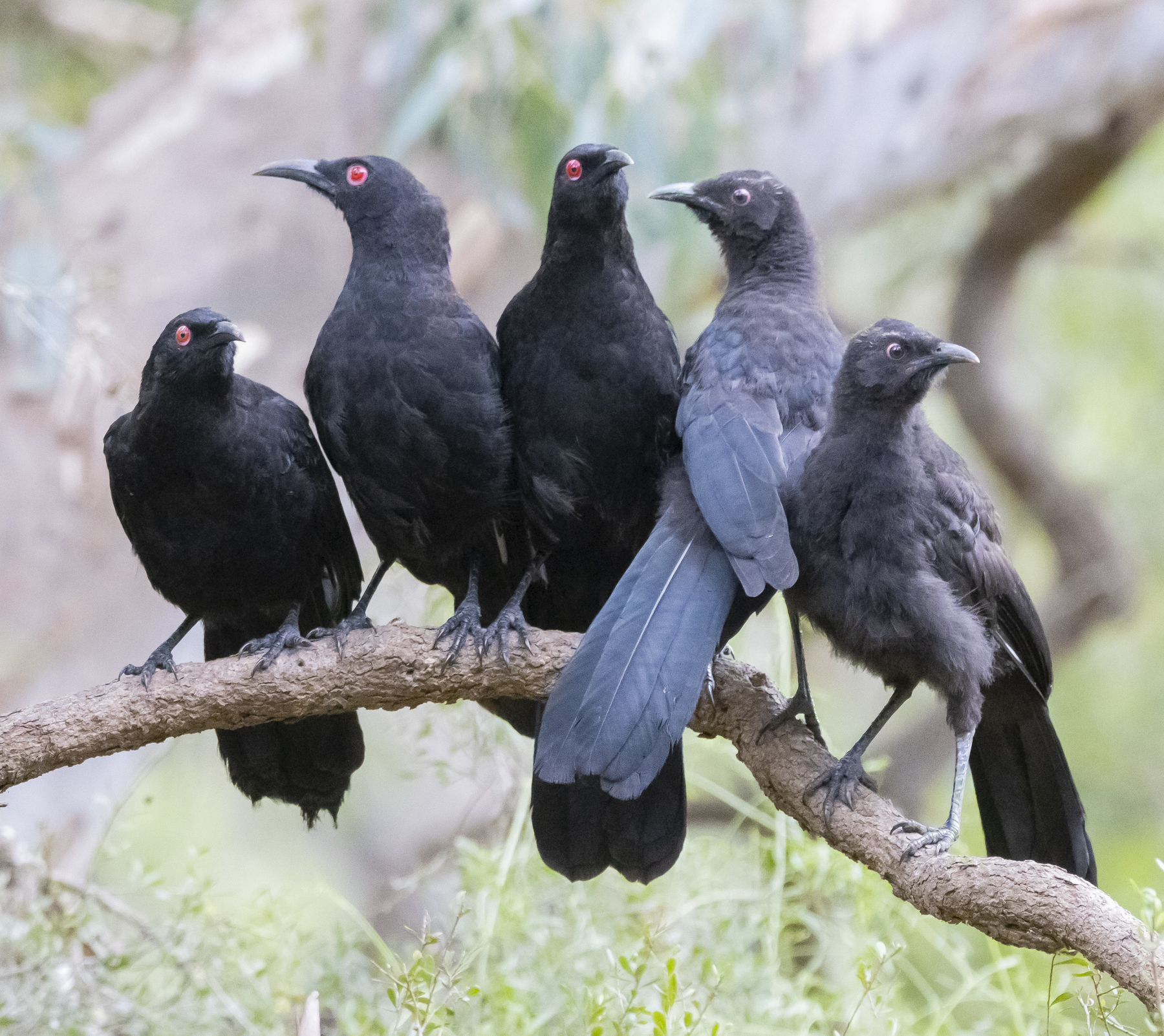 White-winged Chough (Image ID 46306)