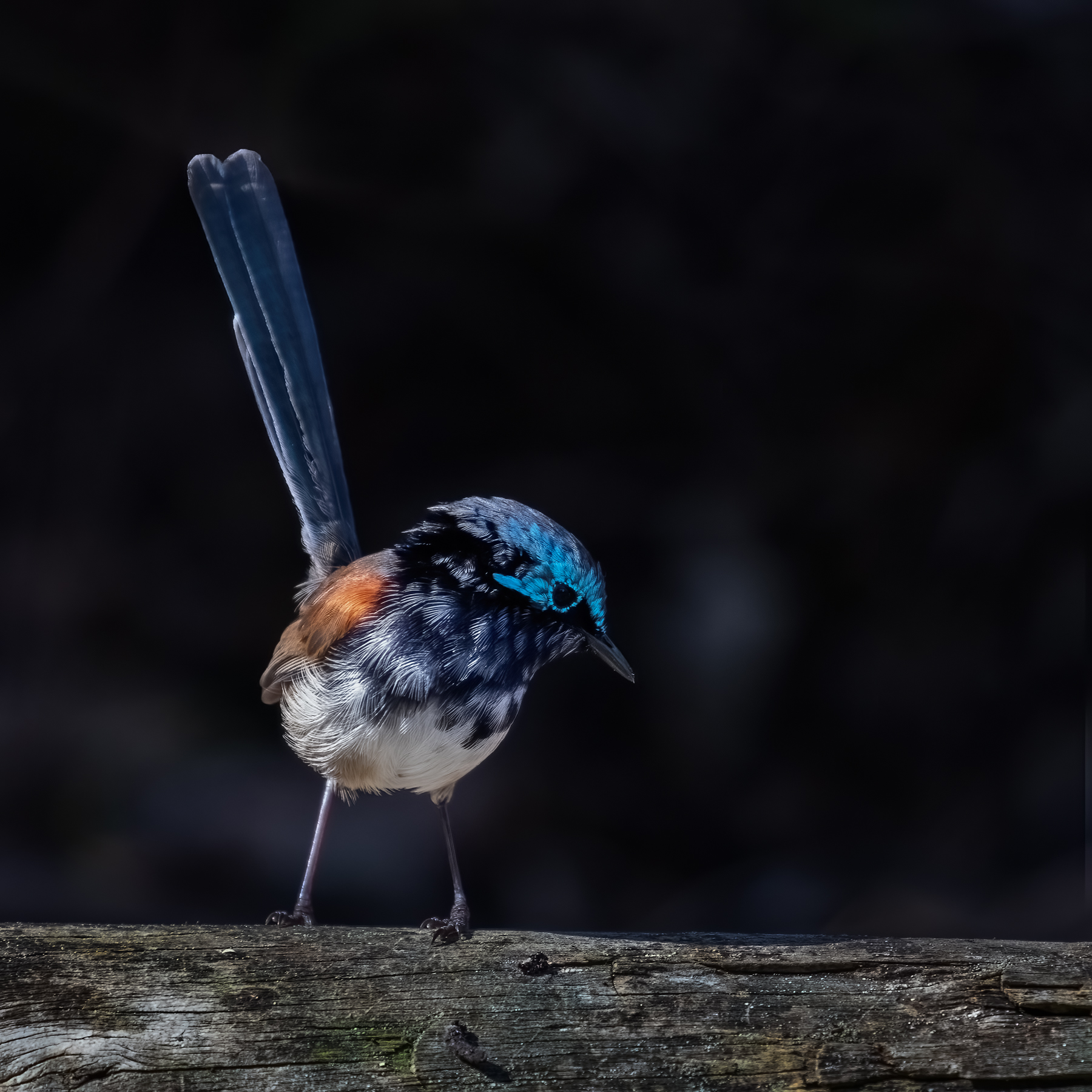 Red-winged Fairy-wren (Image ID 45950)