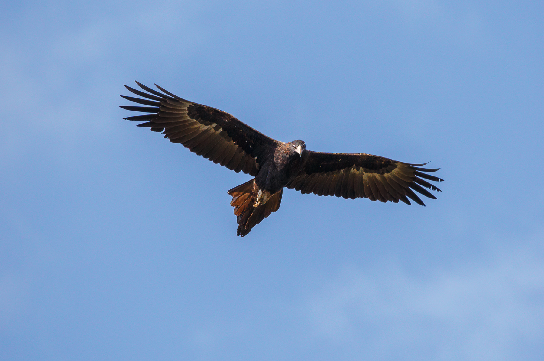 Wedge-tailed Eagle (Image ID 46313)