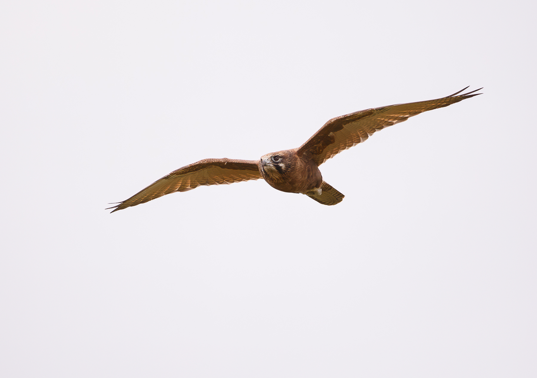 Brown Falcon (Image ID 46167)