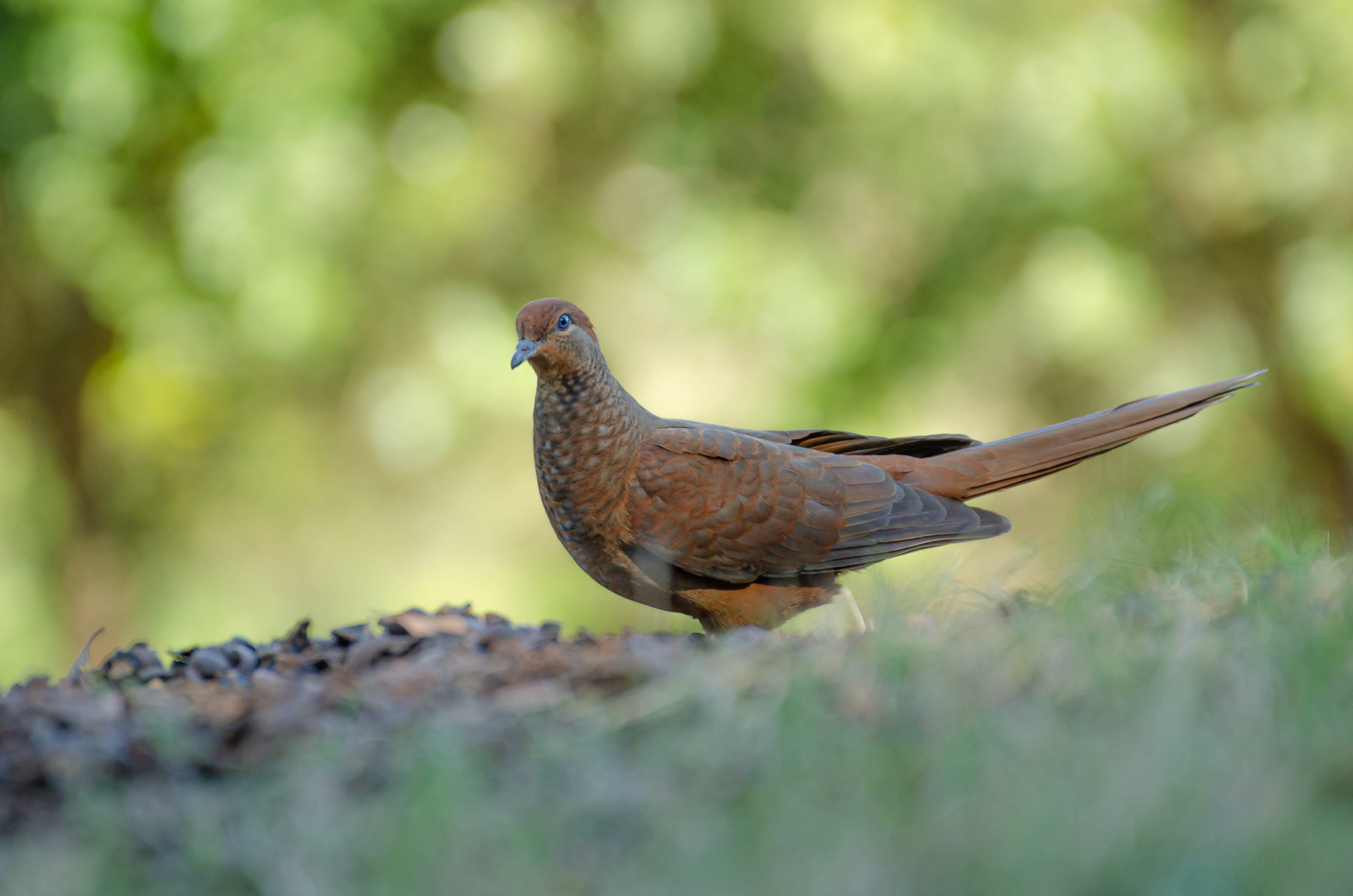 Brown Cuckoo-Dove (Image ID 45994)