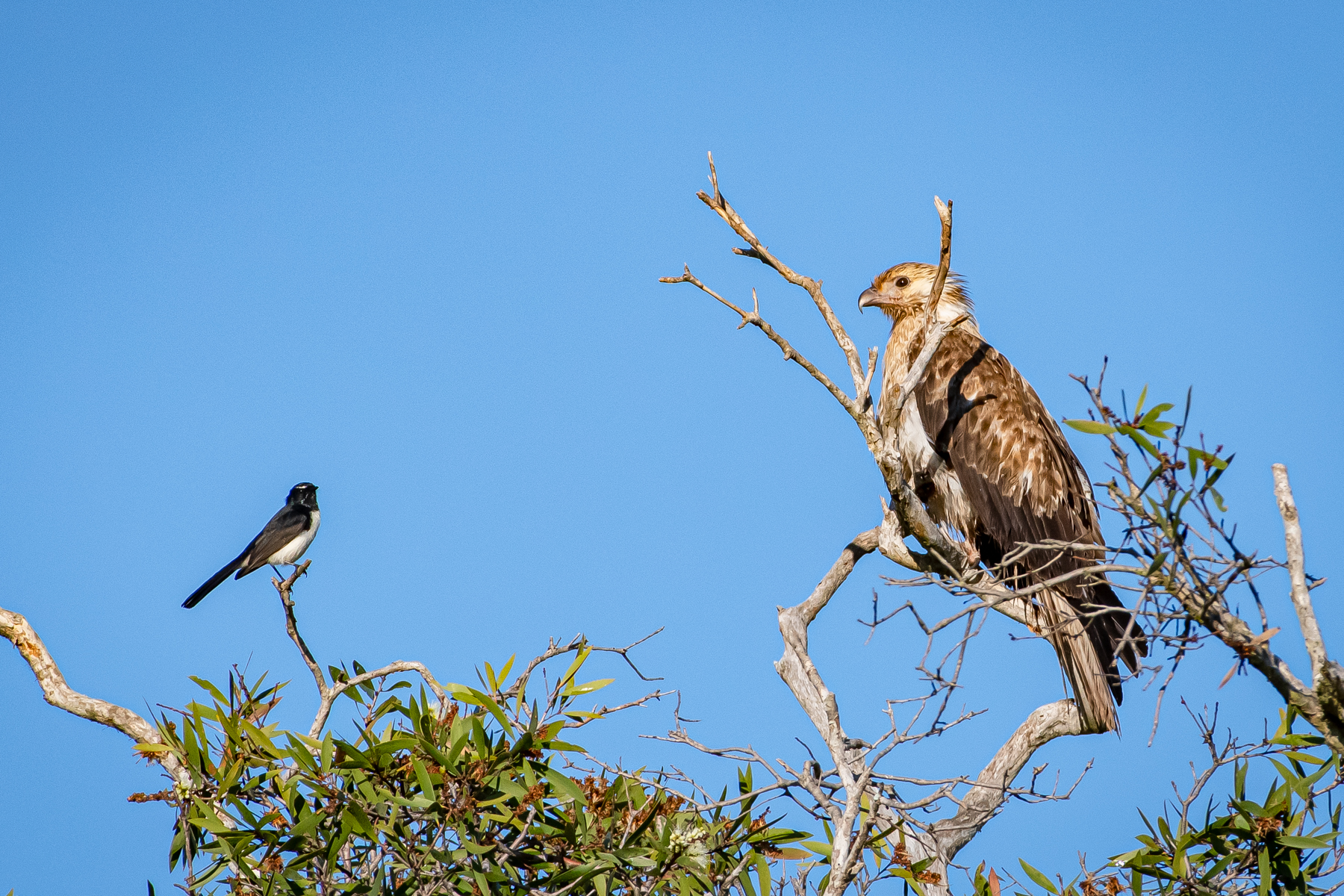 Whistling Kite, Willie Wagtail (Image ID 46118)