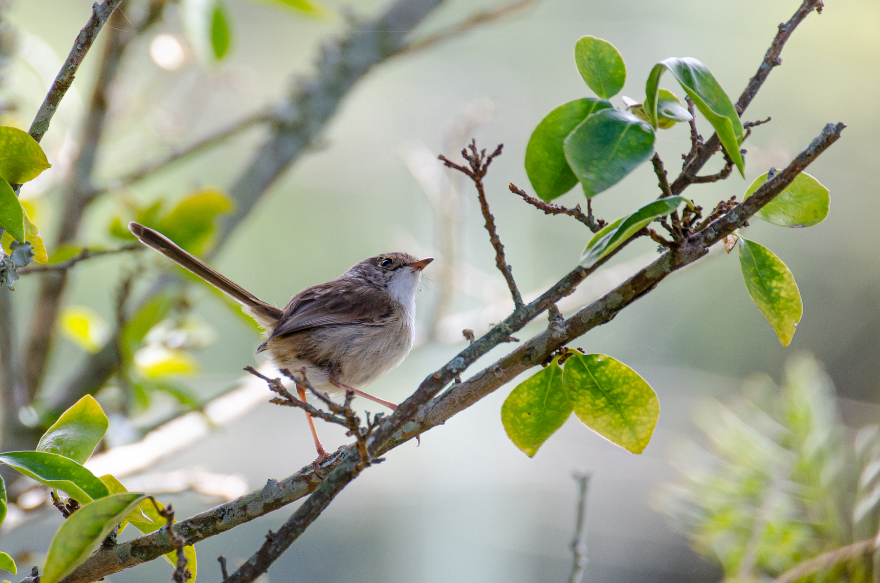 Red-backed Fairy-wren (Image ID 45938)