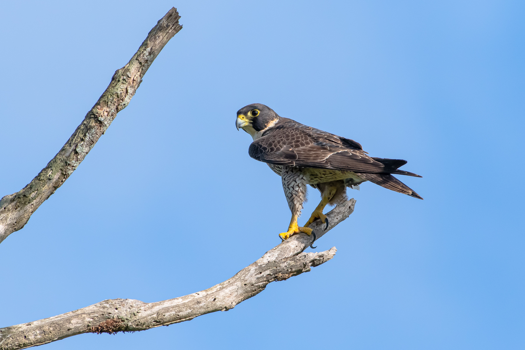 Peregrine Falcon (Image ID 46164)