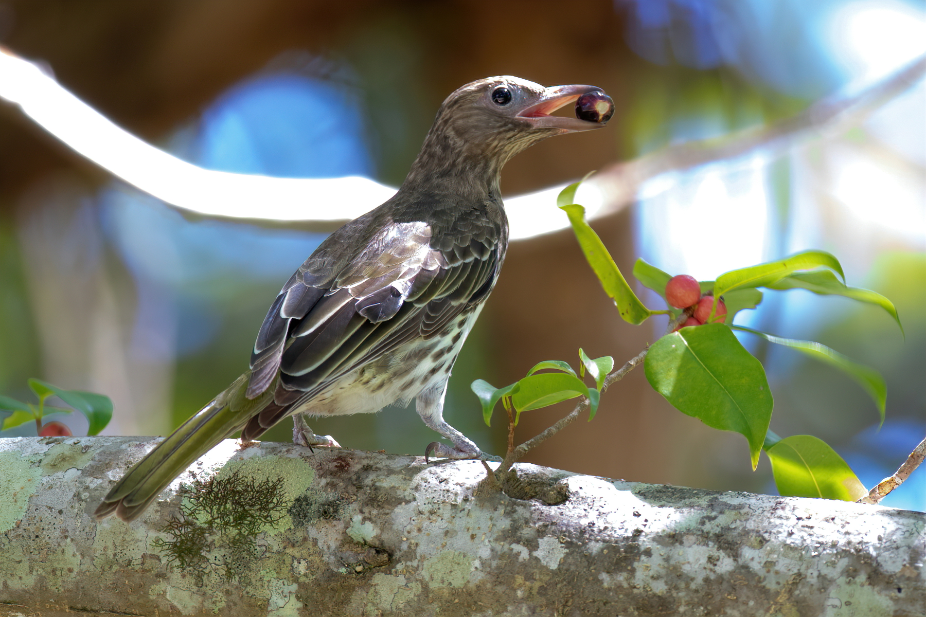 Australasian Figbird (Image ID 46189)