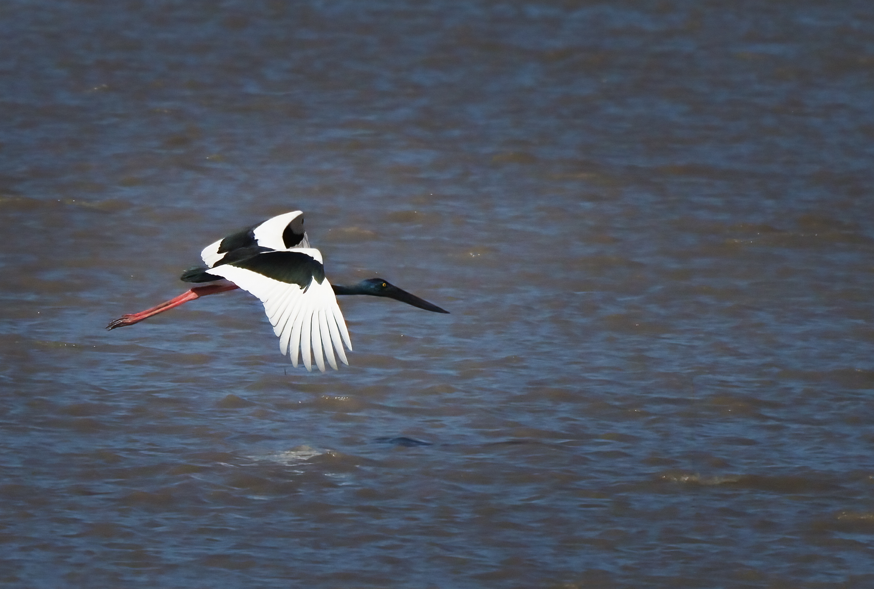 Black-necked Stork (Image ID 46462)