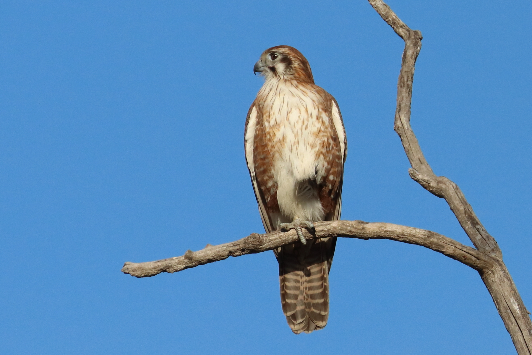 Brown Falcon (Image ID 46480)