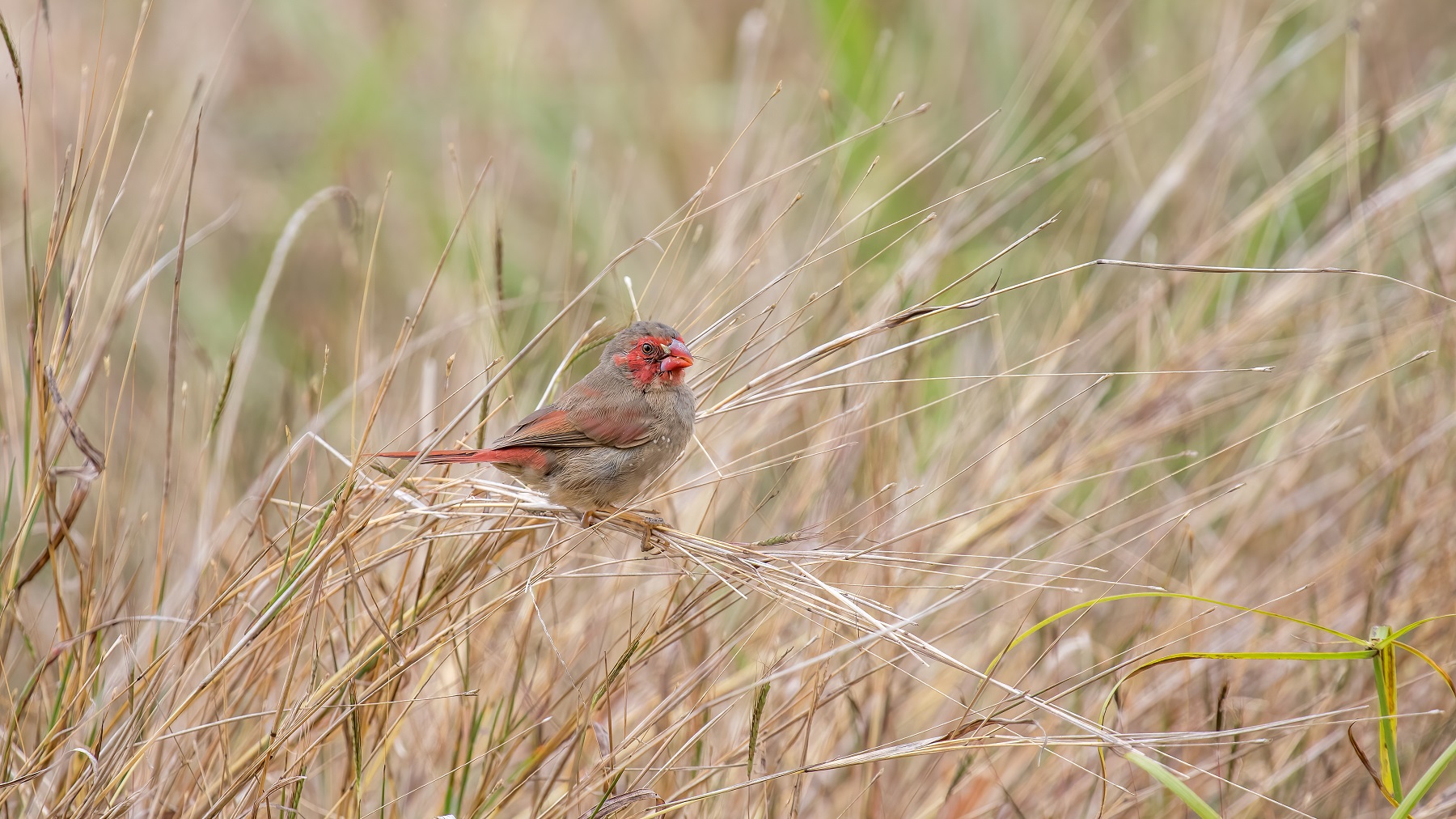 Black-bellied Crimson Finch (Image ID 46872)