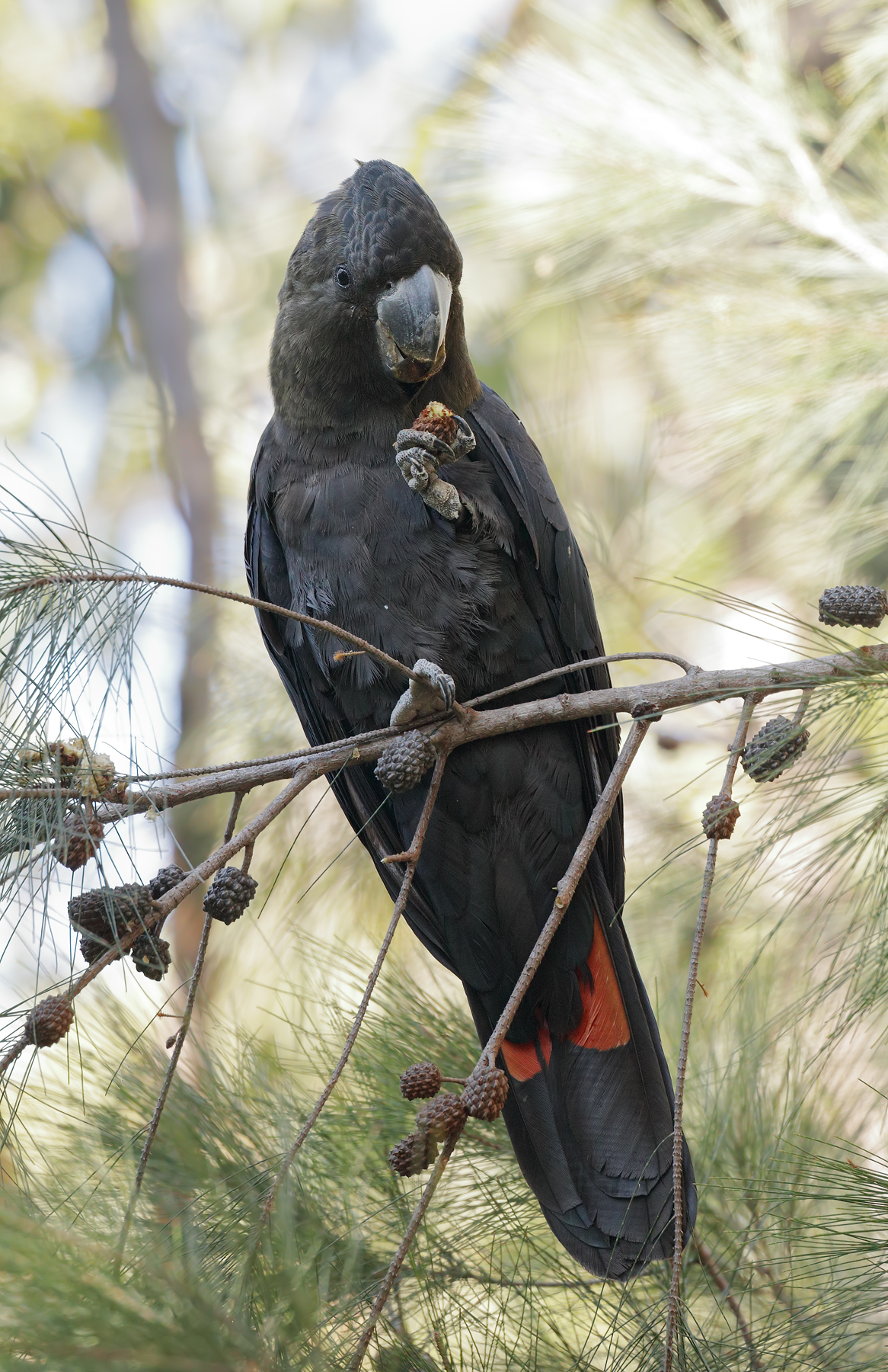 Glossy Black-Cockatoo (Image ID 46698)