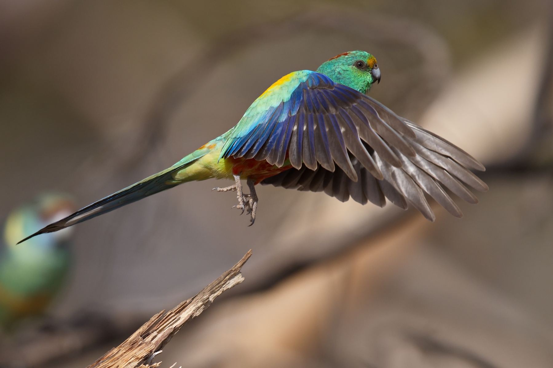 Mulga Parrot (Image ID 46718)