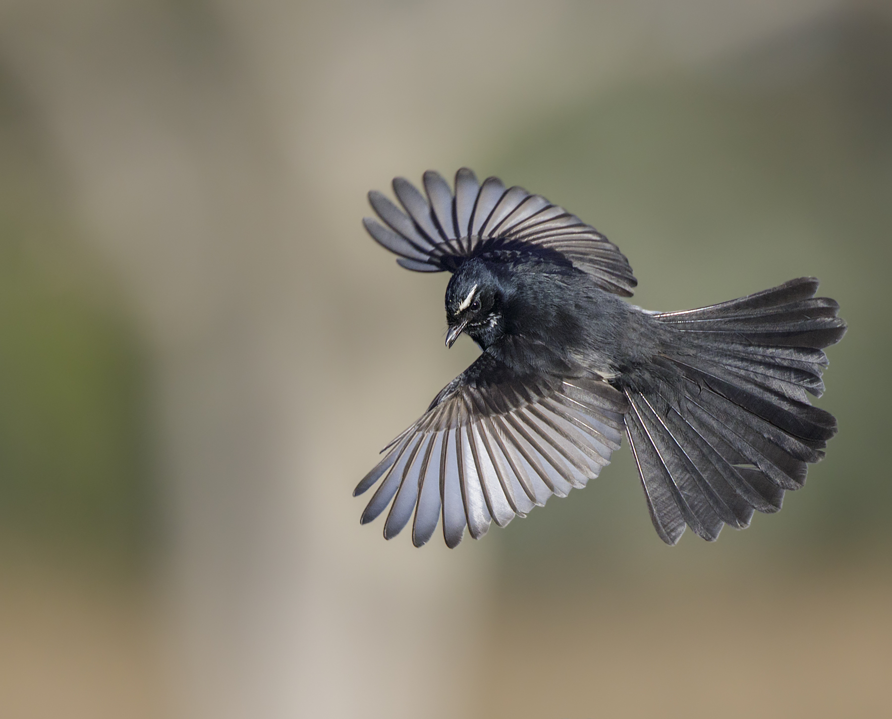 Willie Wagtail (Image ID 46774)