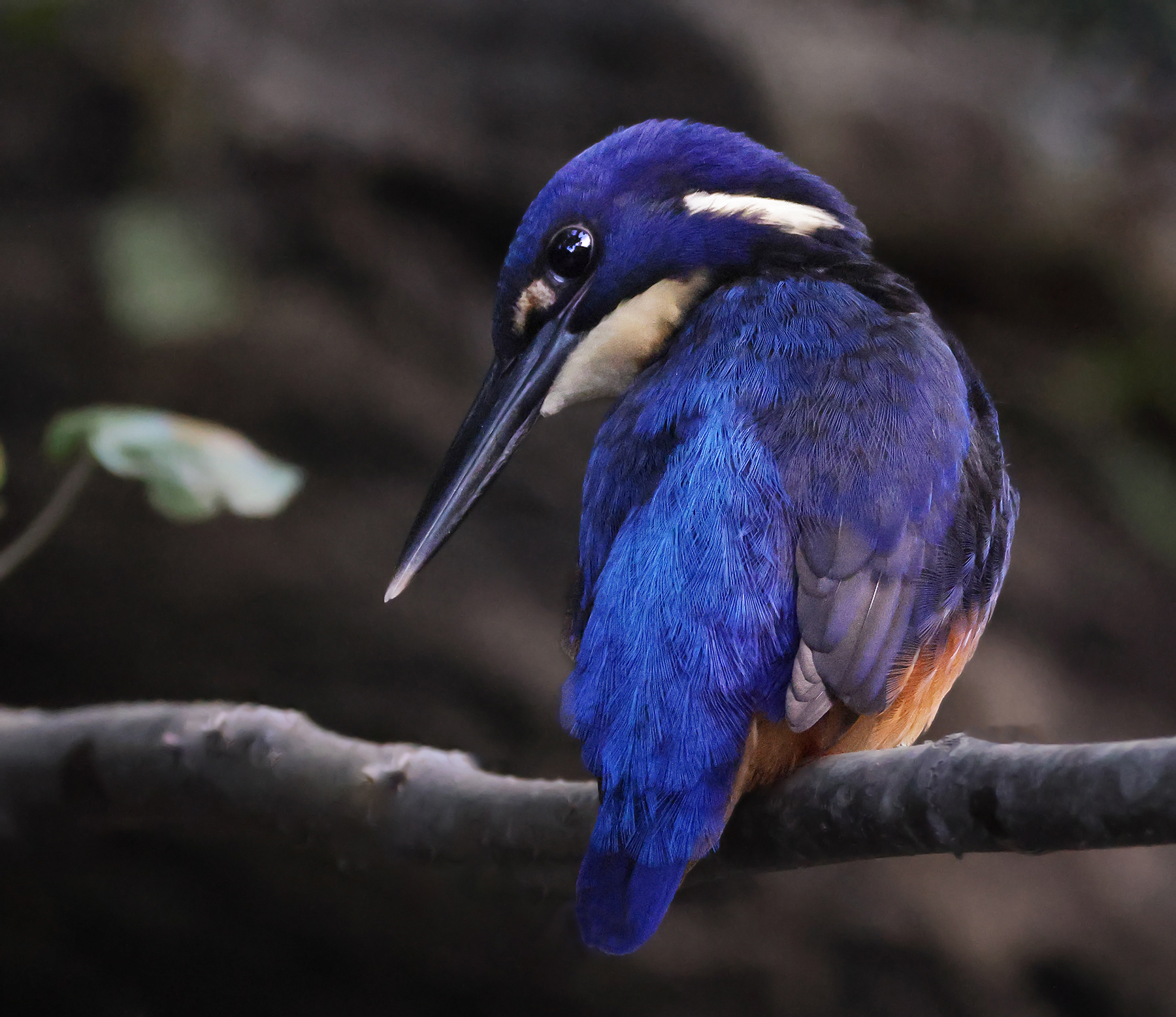 Azure Kingfisher (Image ID 46560)