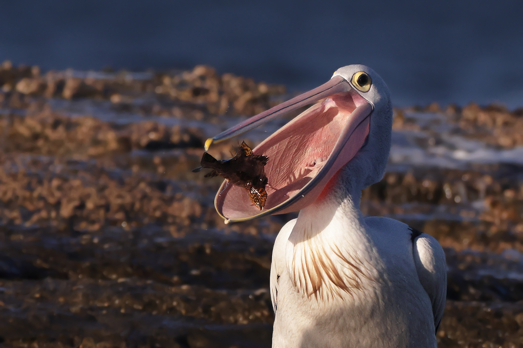 Australian Pelican (Image ID 46758)