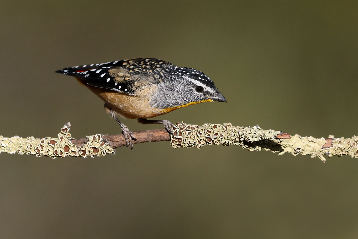 Spotted Pardalote (Image ID 46562)