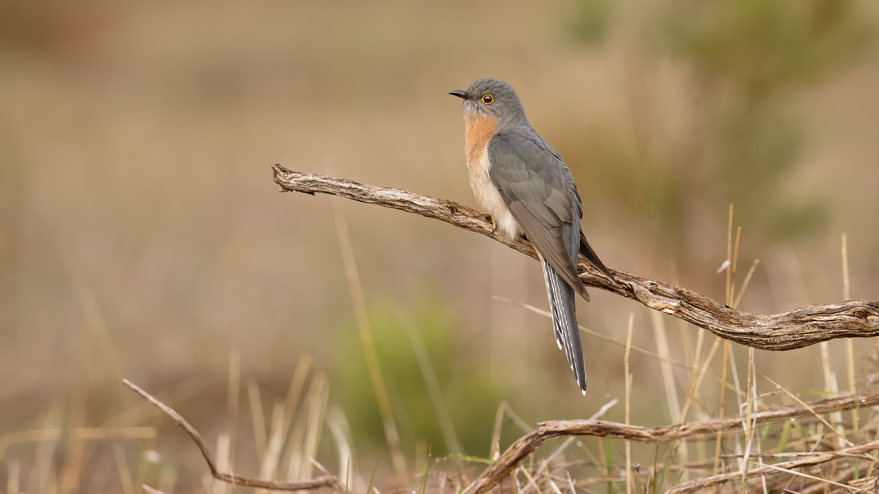 Fan-tailed Cuckoo (Image ID 46833)