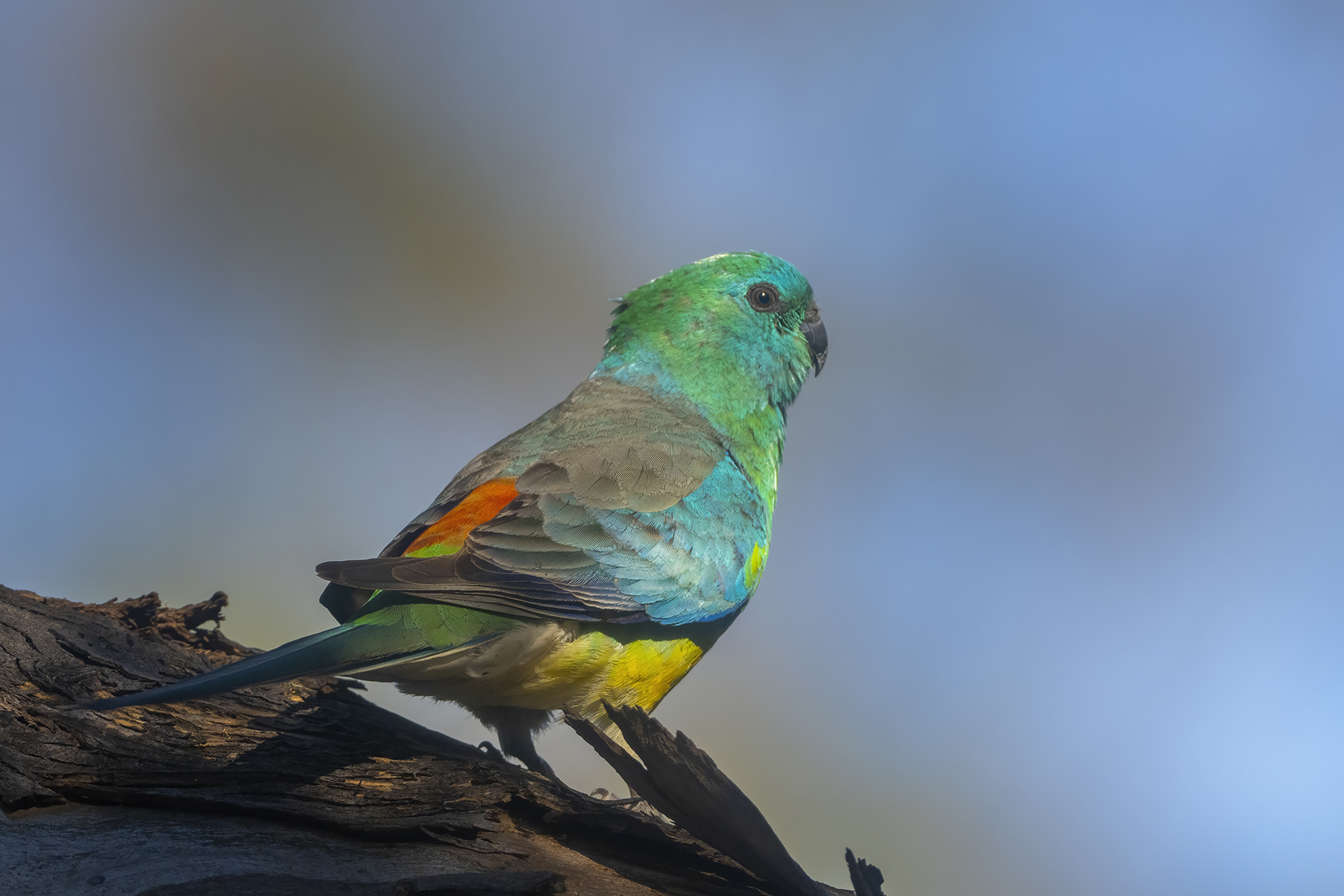 Red-rumped Parrot (Image ID 46733)