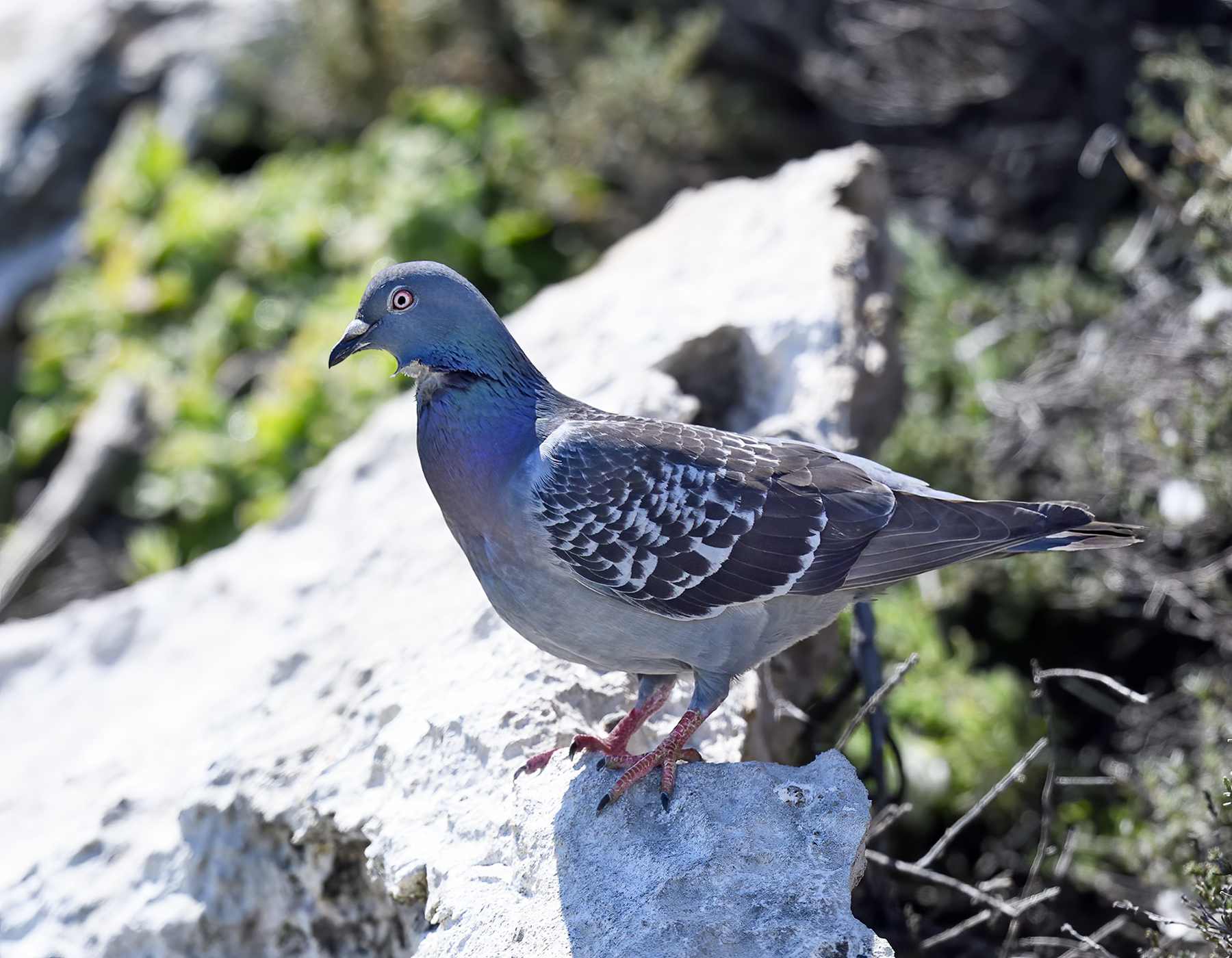 Rock Dove (Image ID 46811)