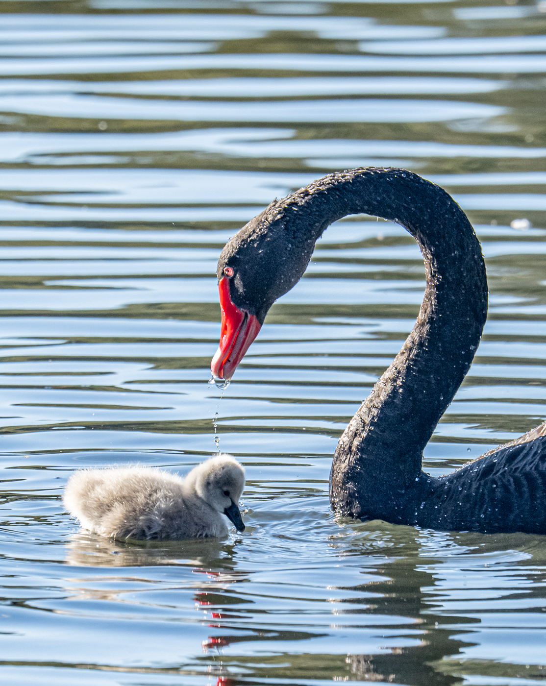 Black Swan (Image ID 46651)
