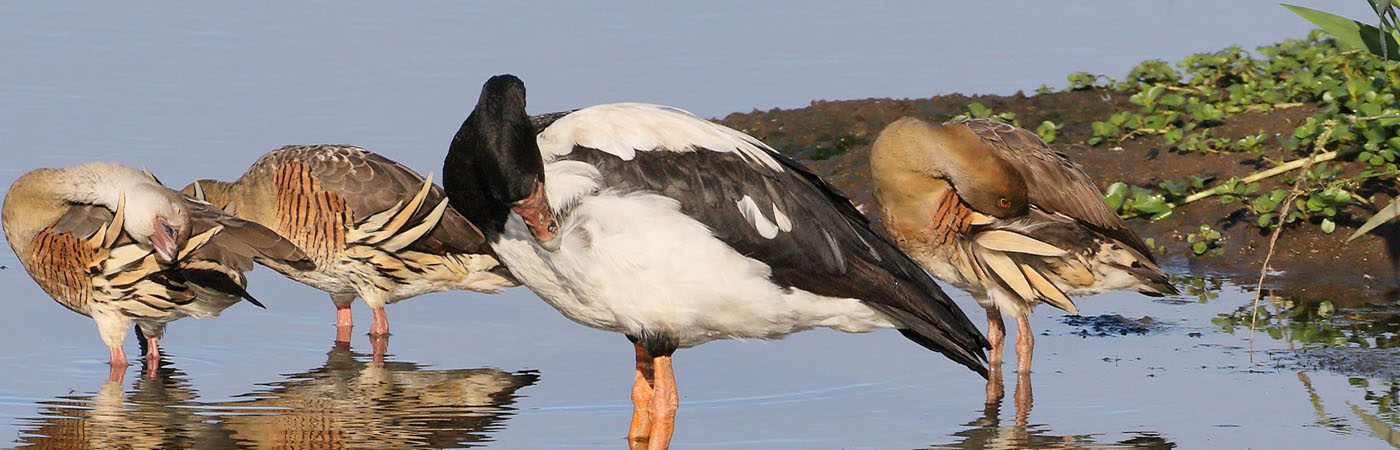 Magpie Goose, Plumed Whistling-Duck (Image ID 46731)
