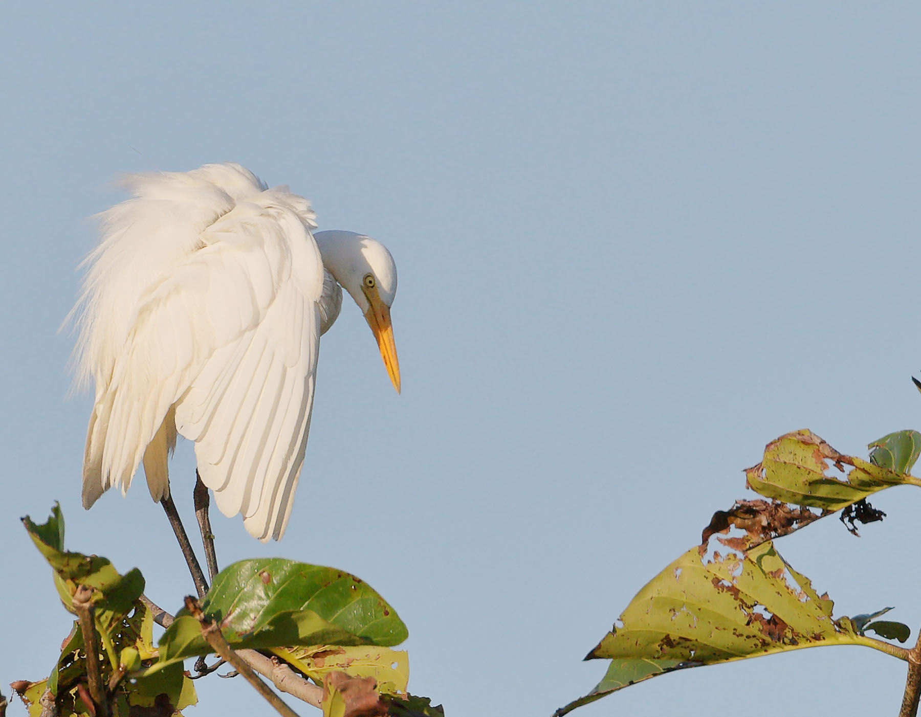 Plumed Egret (Image ID 46730)