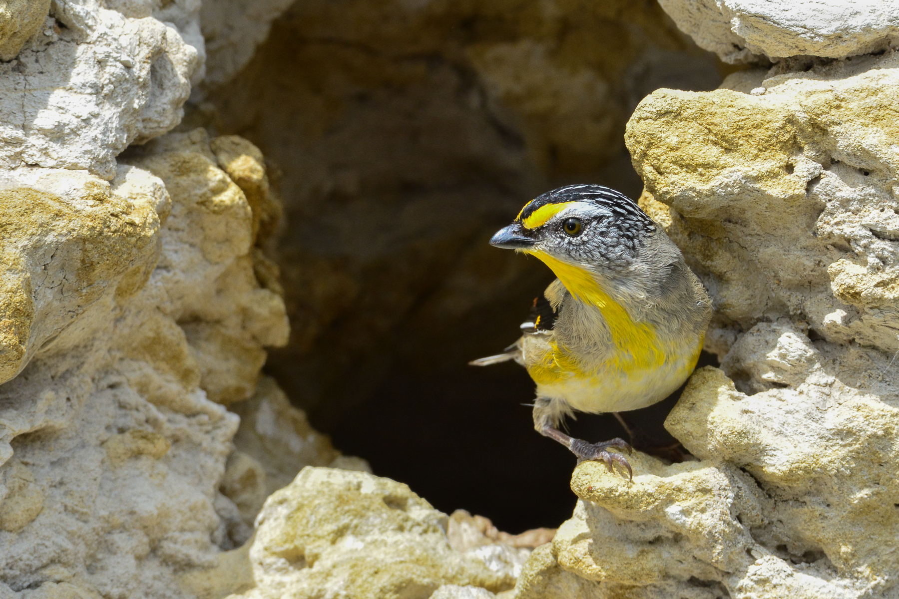 Striated Pardalote (Image ID 46643)