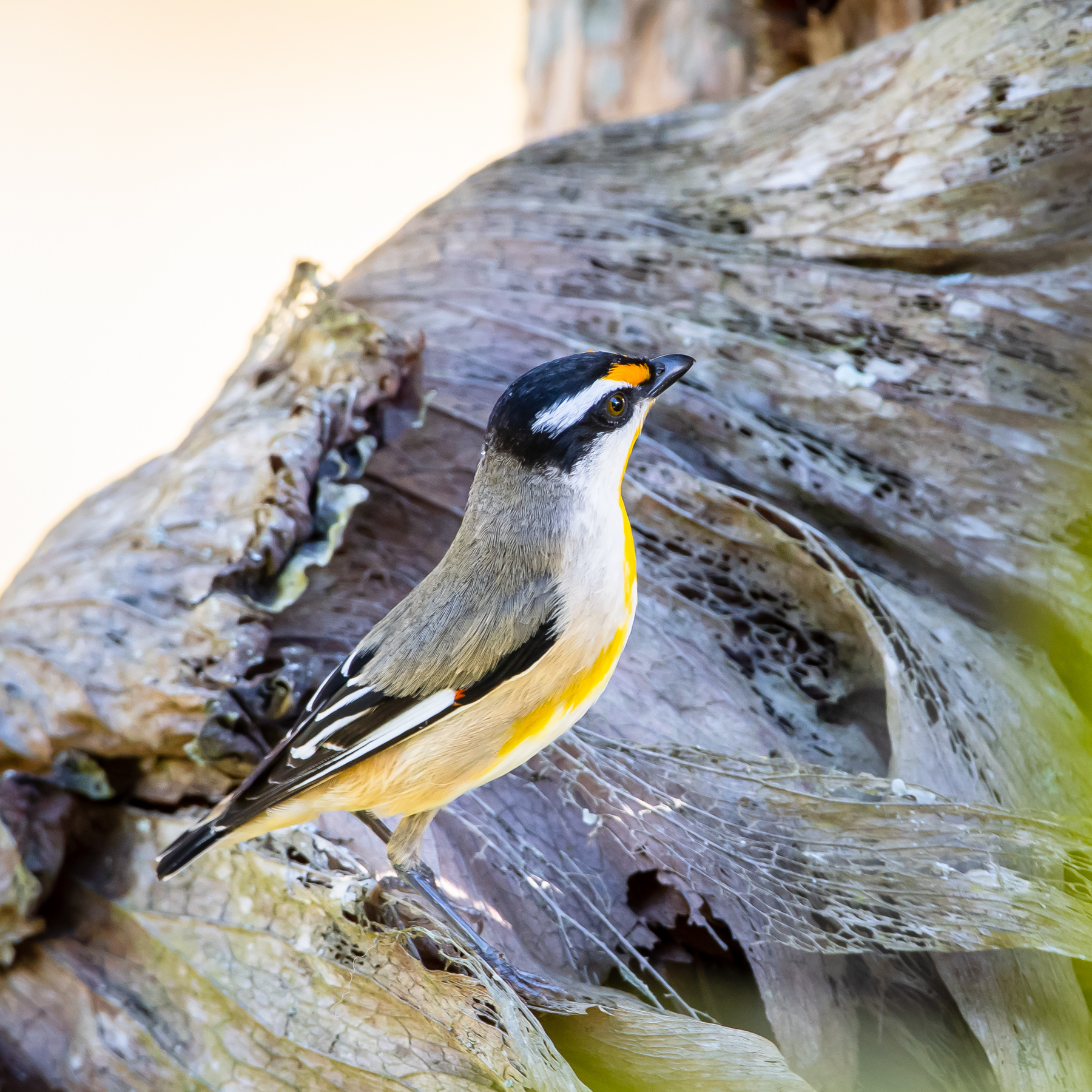 Striated Pardalote (Image ID 46786)