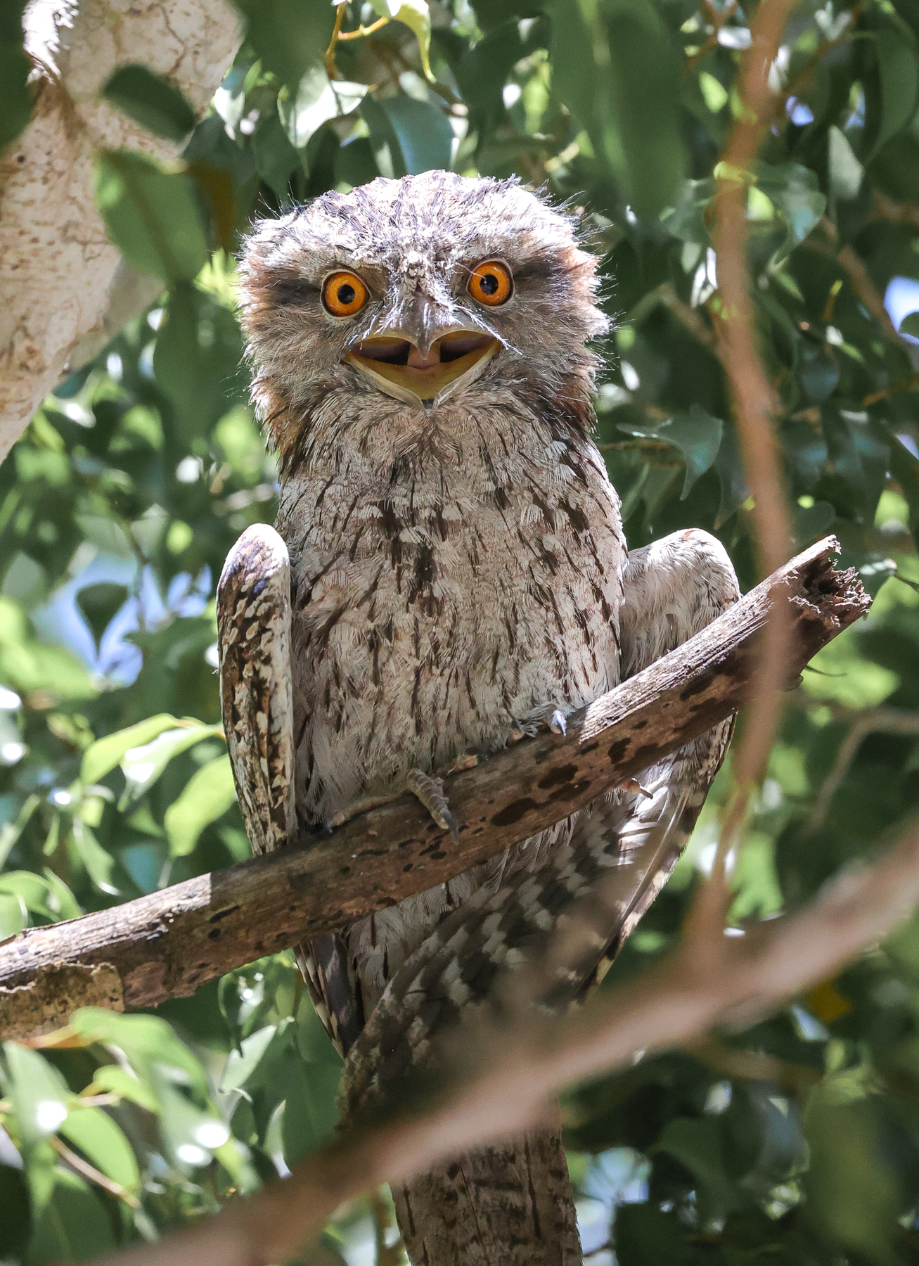 Tawny Frogmouth (Image ID 46652)