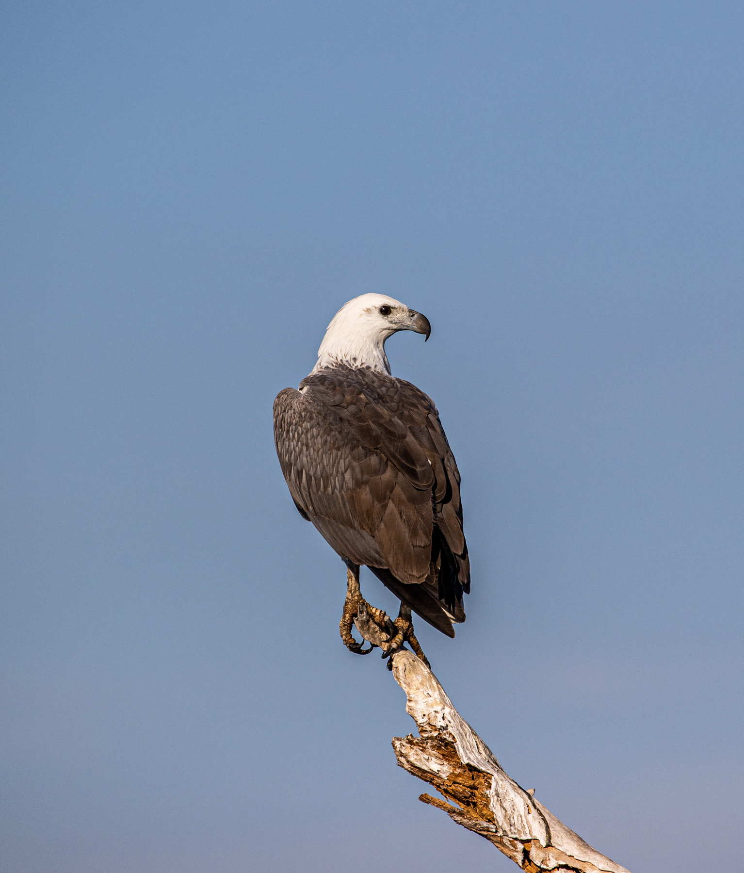 White-bellied Sea-Eagle (Image ID 46863)