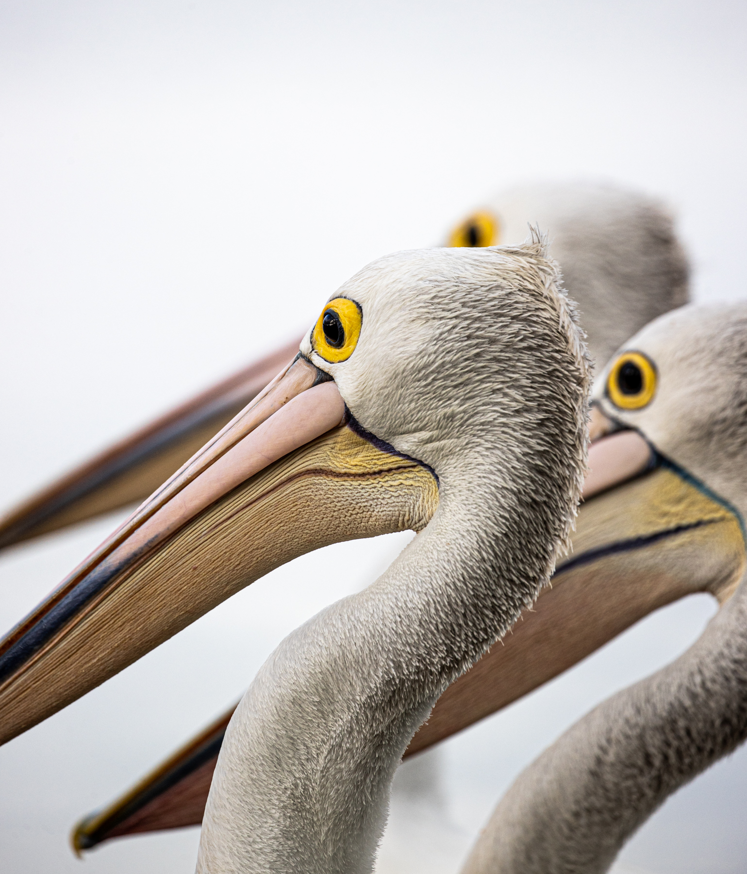 Australian Pelican (Image ID 46659)