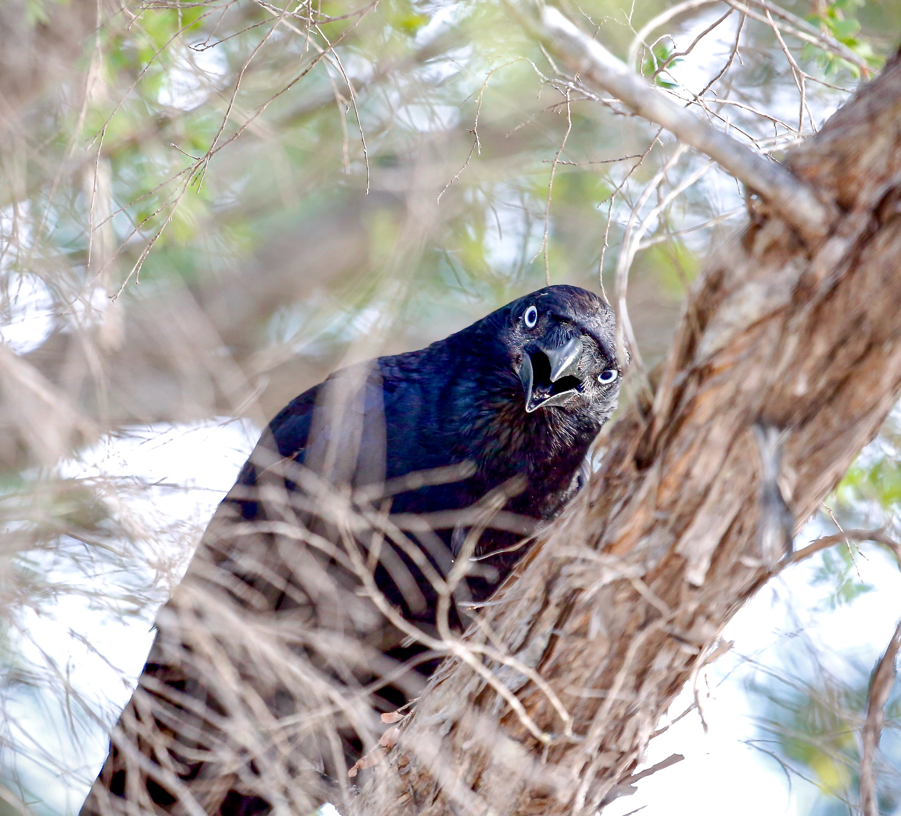 Torresian Crow (Image ID 46657)
