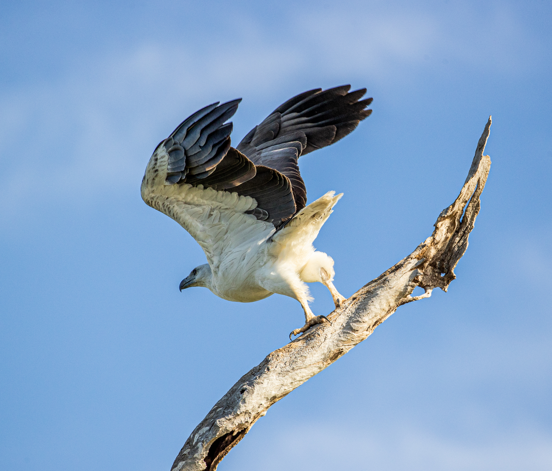 White-bellied Sea-Eagle (Image ID 46685)
