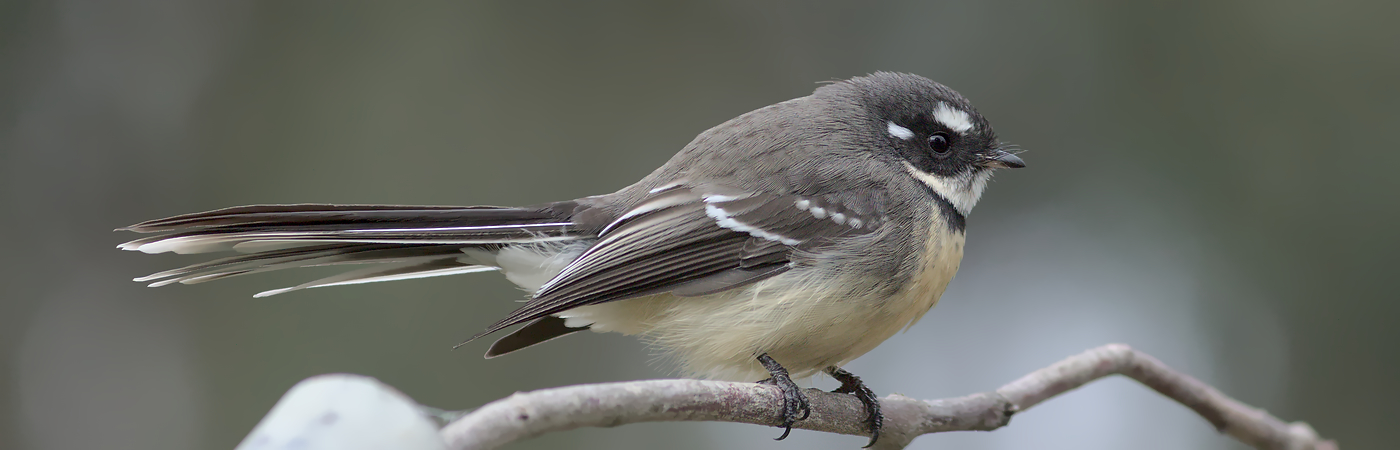 Grey Fantail (Image ID 46556)