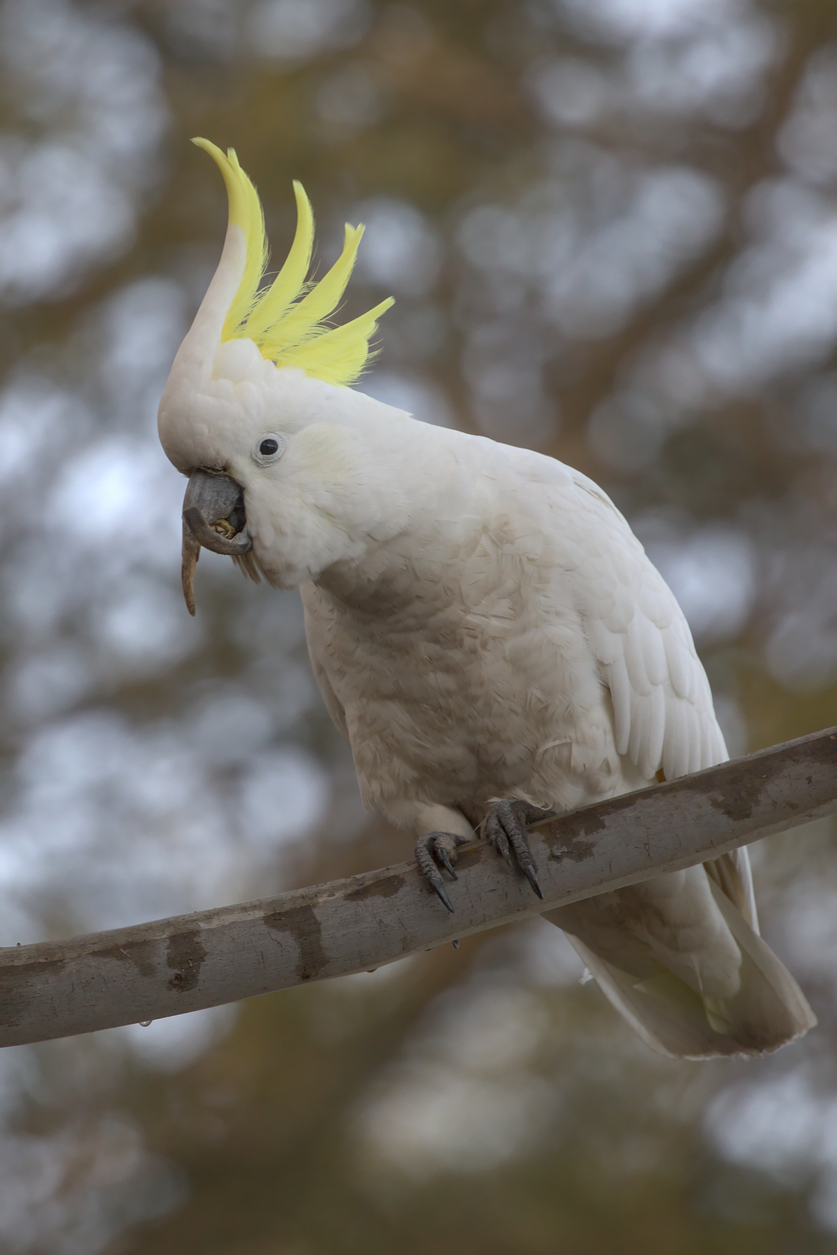 Sulphur-crested Cockatoo (Image ID 46766)