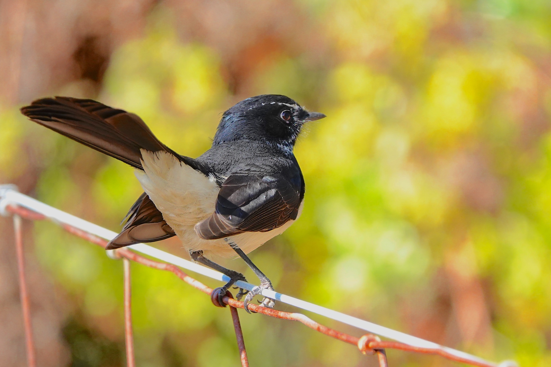 Willie Wagtail (Image ID 46922)