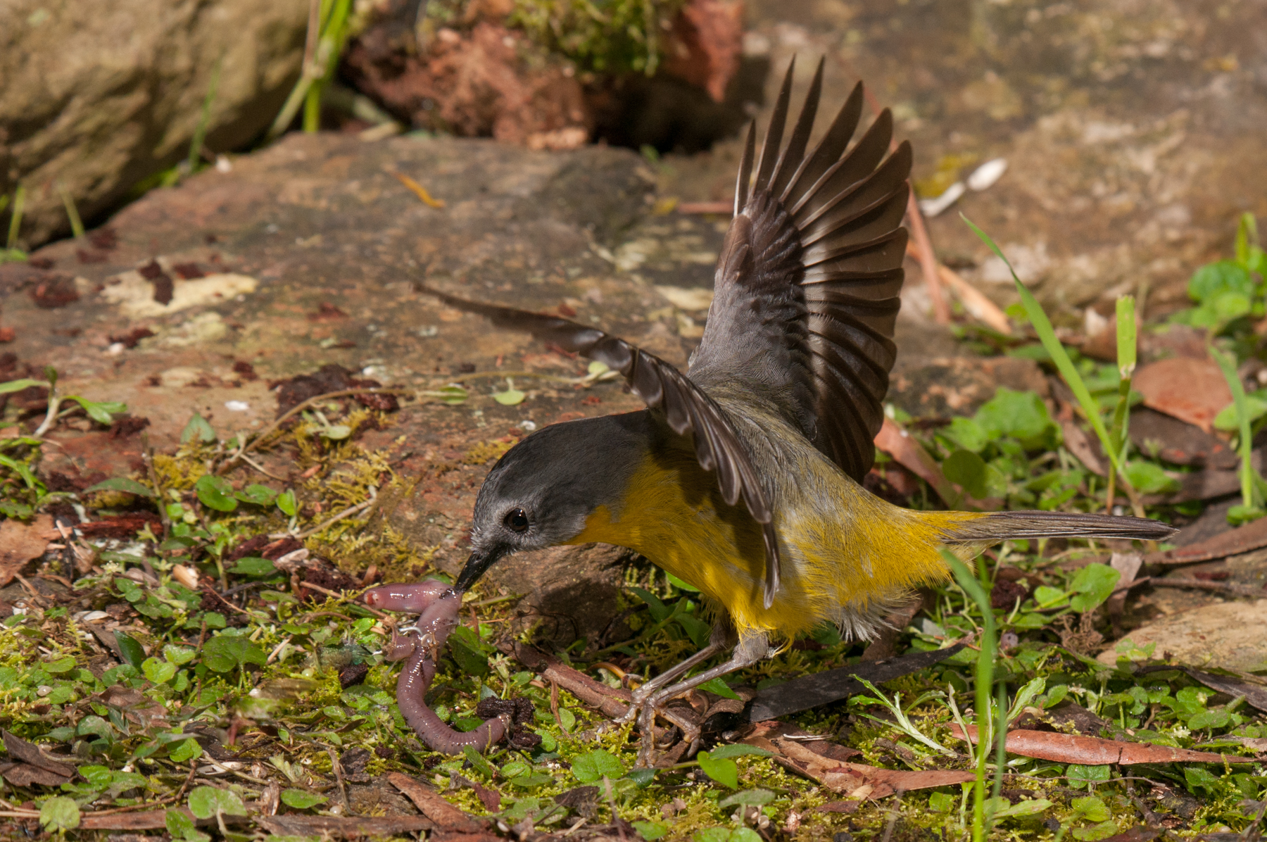 Eastern Yellow Robin (Image ID 47250)