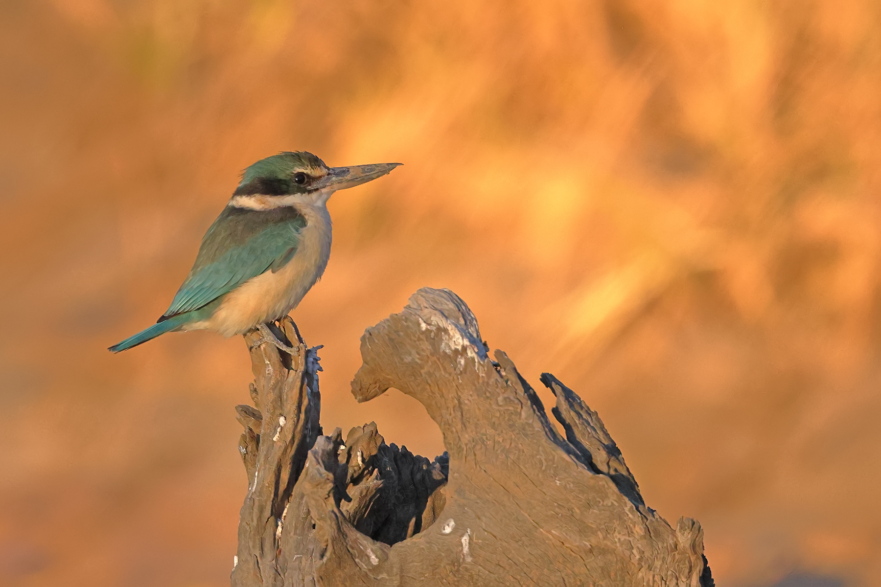 Sacred Kingfisher (Image ID 47245)