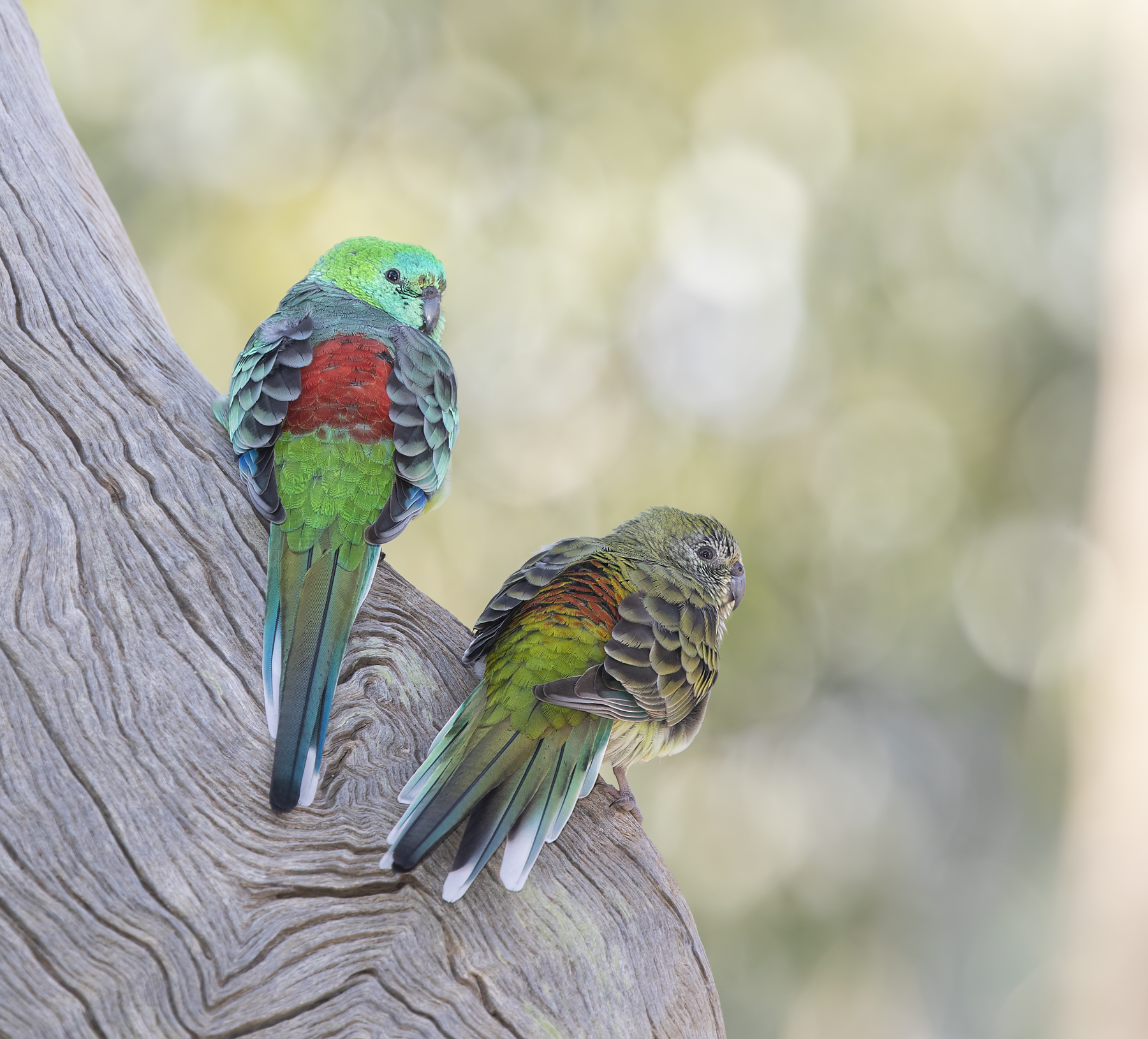 Red-rumped Parrot (Image ID 47096)