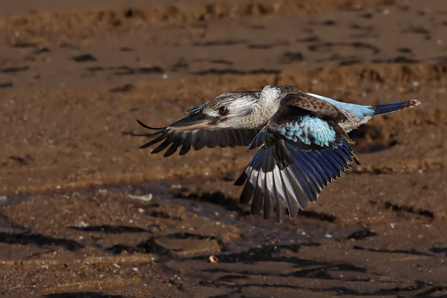 Blue-winged Kookaburra (Image ID 47328)