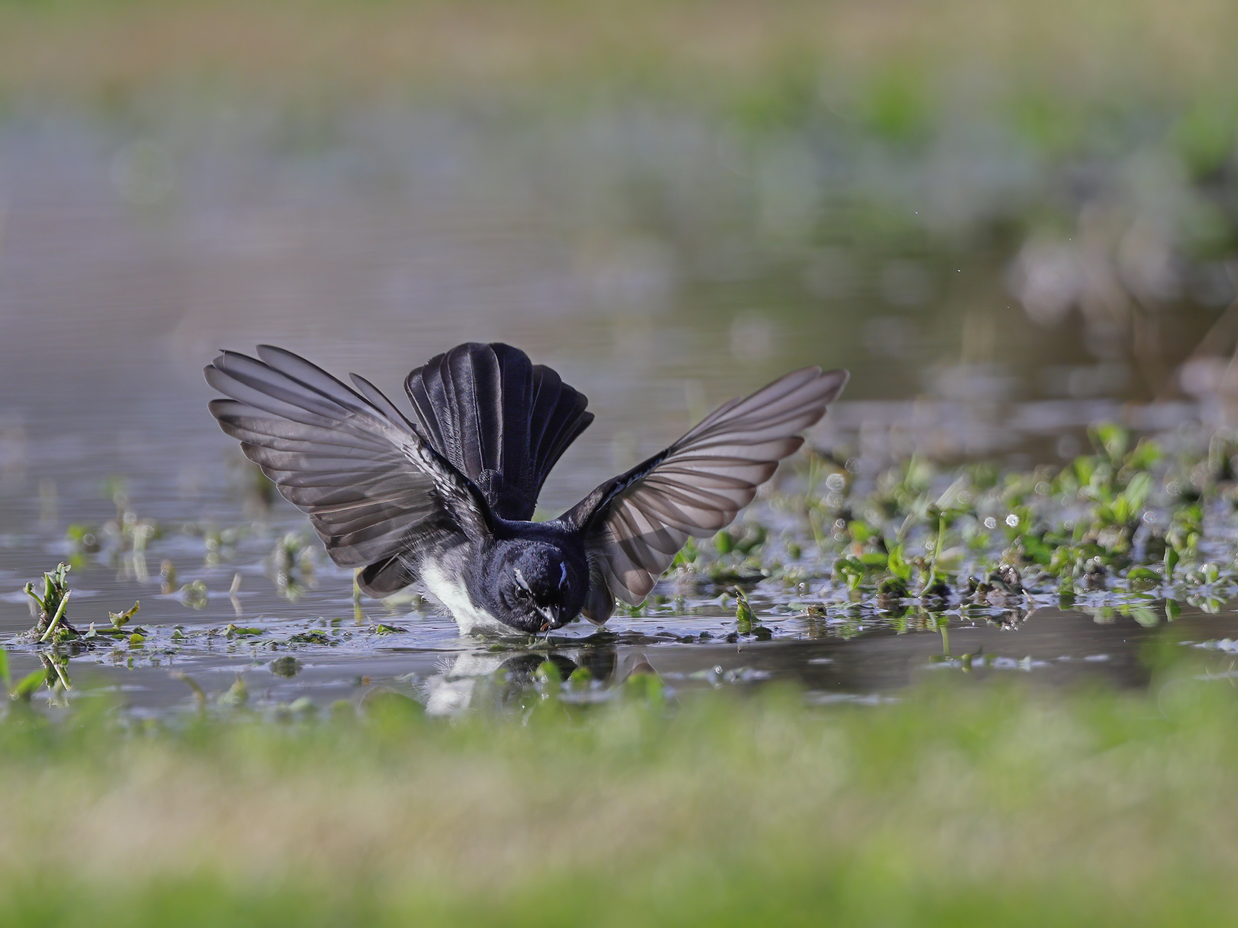 Willie Wagtail (Image ID 47055)