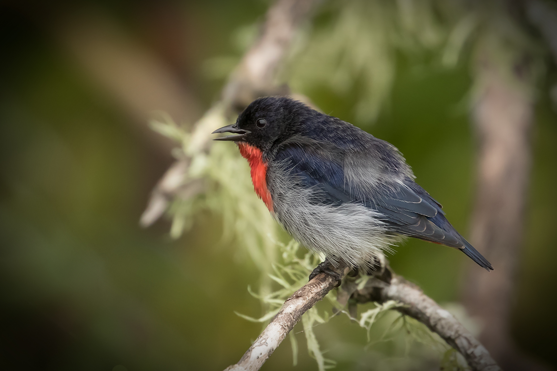 Mistletoebird (Image ID 47129)