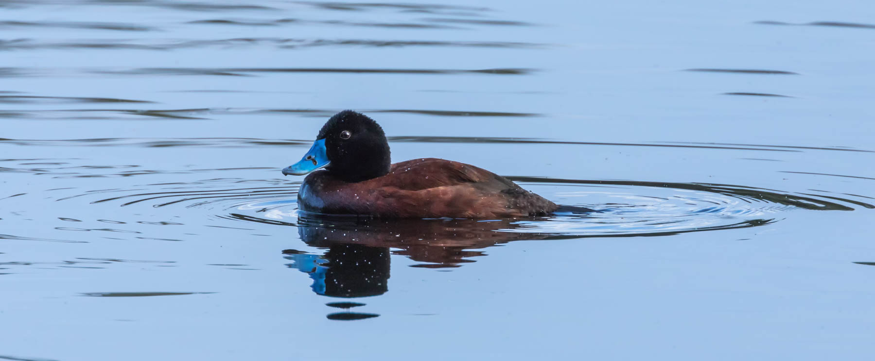Blue-billed Duck (Image ID 47241)
